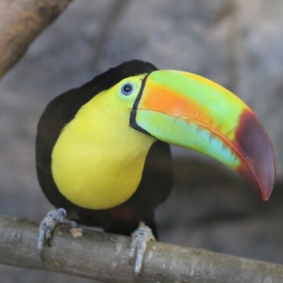 Keel-Billed Toucan