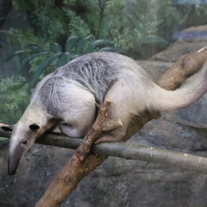 Southern Tamandua