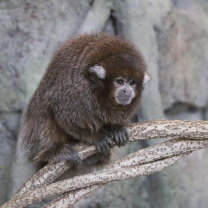 Bolivian Gray Titi Monkey on a branch