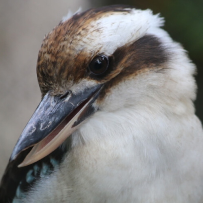 Laughing Kookaburra Bird