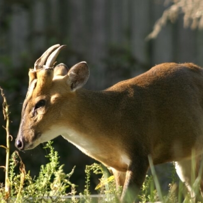 Muntjac, Reeves