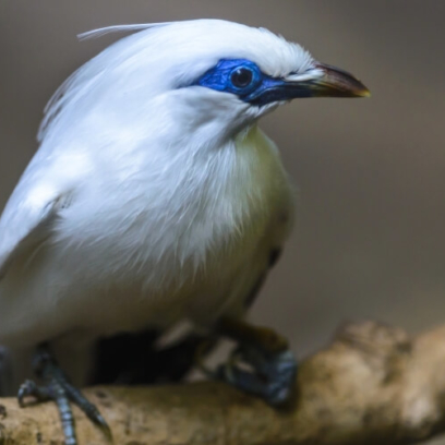 Rothschild's Bali Mynah Bird