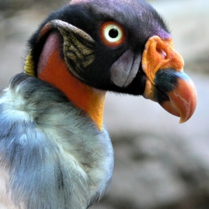 King Vulture