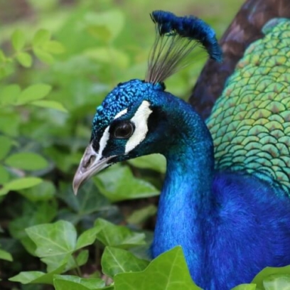 Common Peafowl (Peacock)