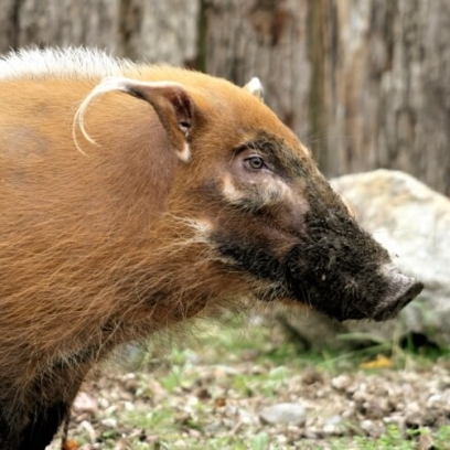 Red River Hog