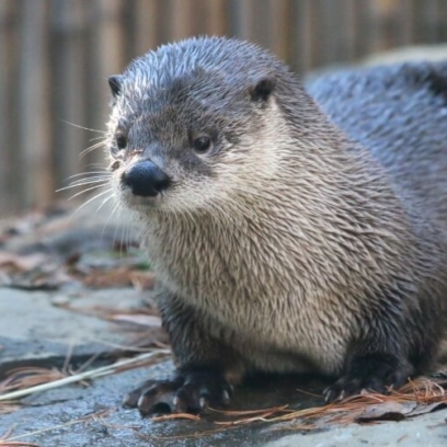 River Otter