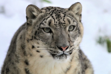 Snow Leopard