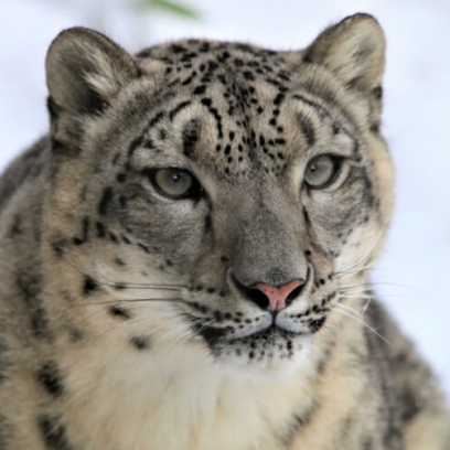 Snow Leopard