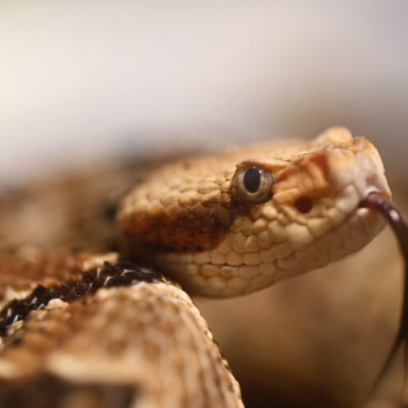 Timber Rattlesnake Side profile with tongue out