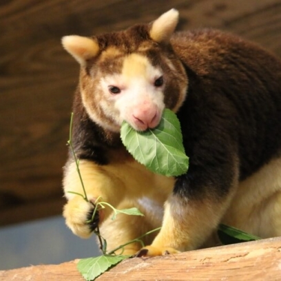 Tree Kangaroo holding branch and eating leaves