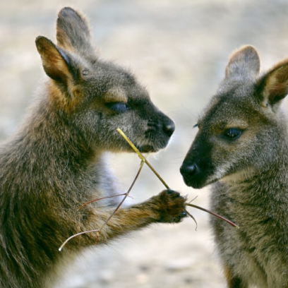 Wallaby