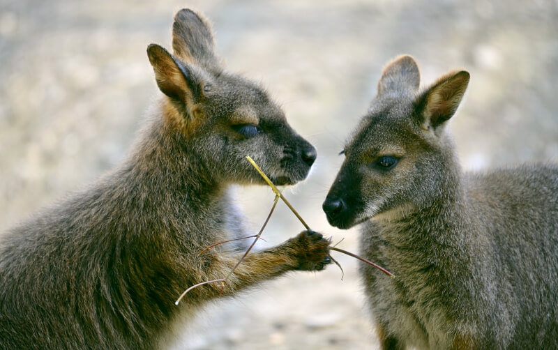 Wallaby Roger Williams Park Zoo