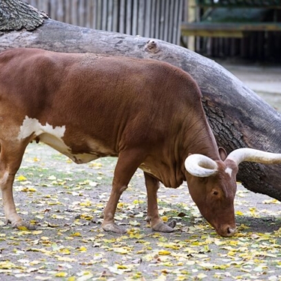 Ankole-Watusi Cattle