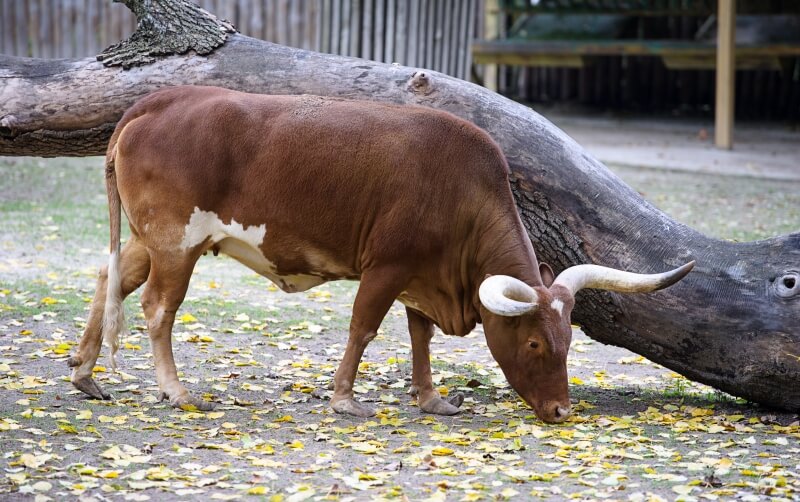 Ankole Watusi Cattle Roger Williams Park Zoo ankole-watusi-cattle-roger-williams-park-zoo