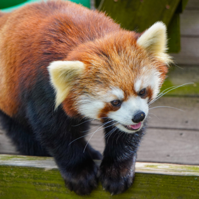 Red panda sticking tongue out while perched on edge of habitat.