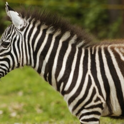 Zebra side profile