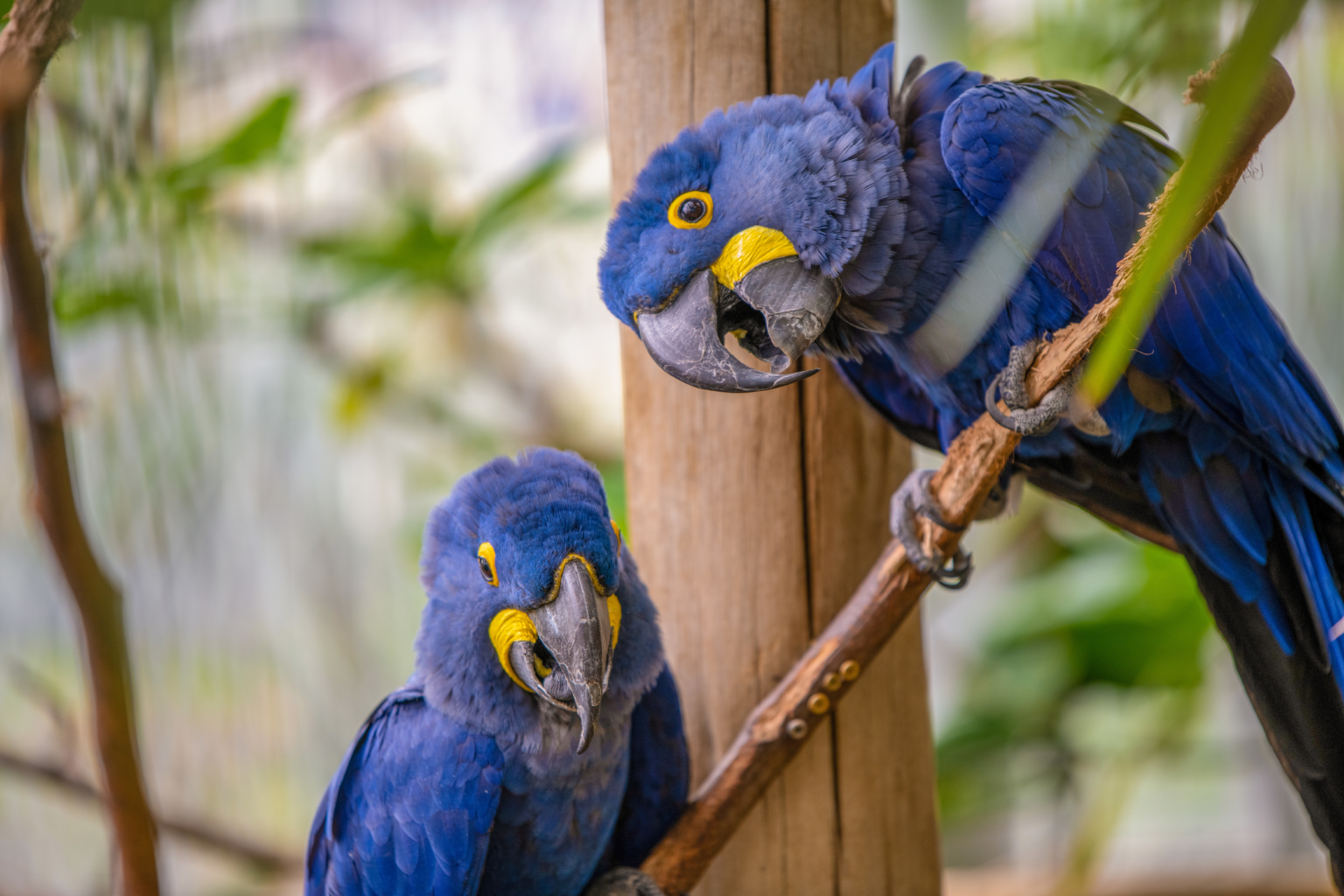 Hyacinth Macaw - Roger Williams Park Zoo