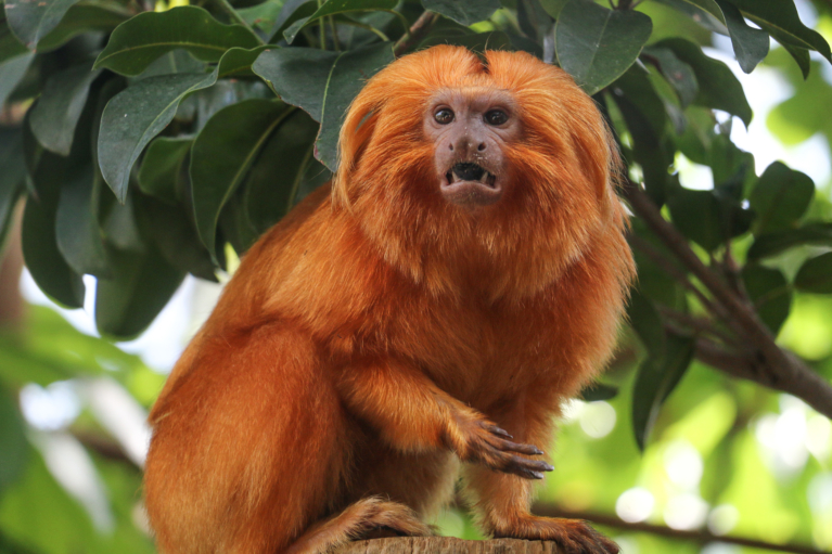 Golden Lion Tamarin - Roger Williams Park Zoo
