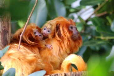 Golden Lion Tamarin Family