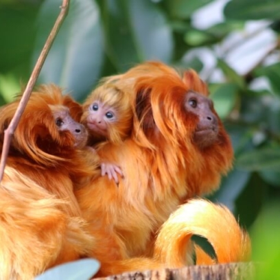 Golden Lion Tamarin Family