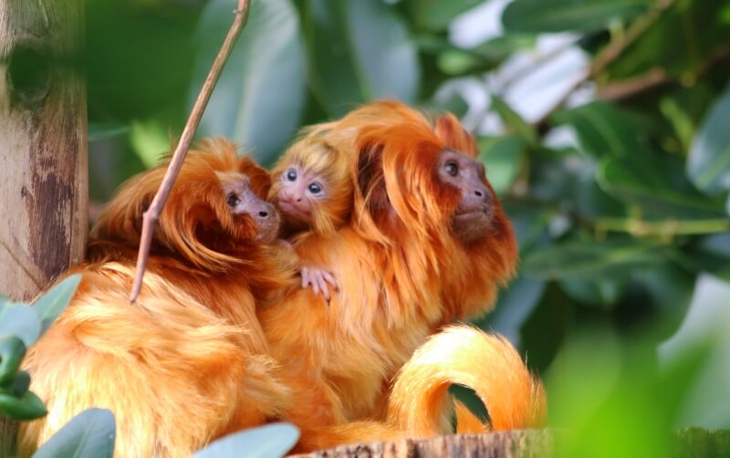 RWP ZOO WELCOMES A NEW GOLDEN LION TAMARIN BABY