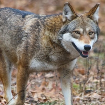 Red Wolf