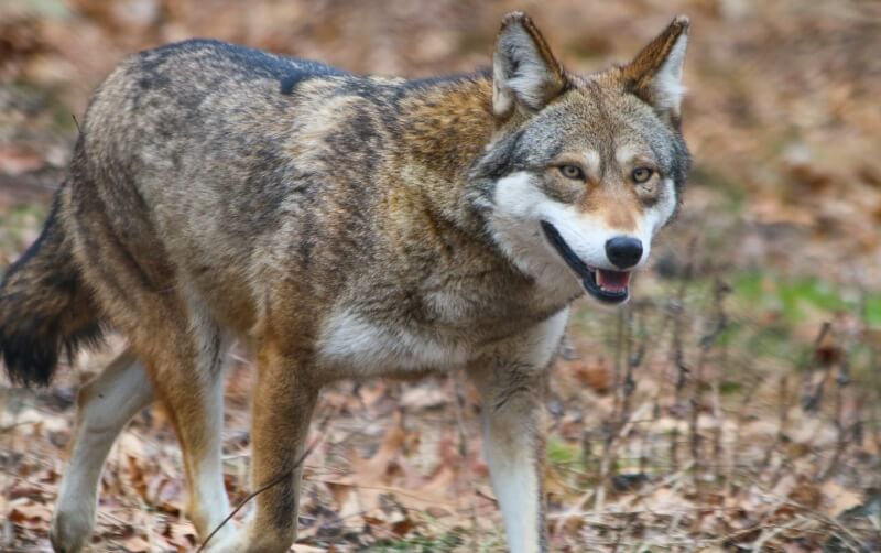 Red Wolf - Roger Williams Park Zoo