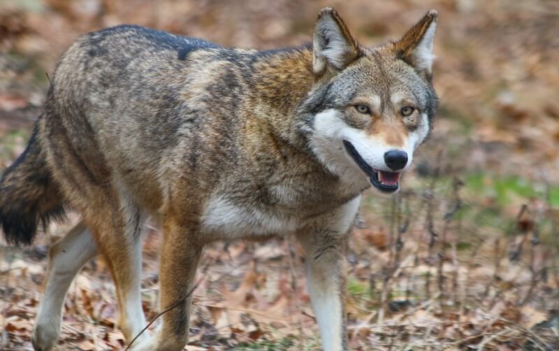 Red Wolf - Roger Williams Park Zoo Red Wolf - Roger Williams Park Zoo