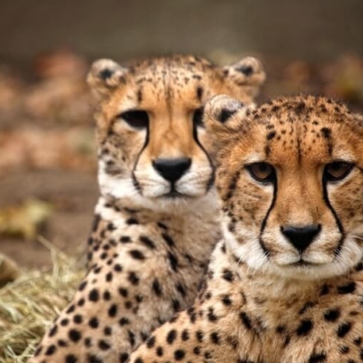 Two cheetah