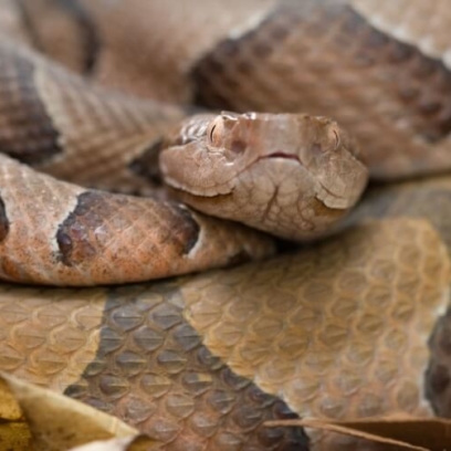 Northern Copperhead Snake