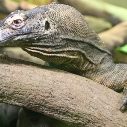 Komodo Dragon