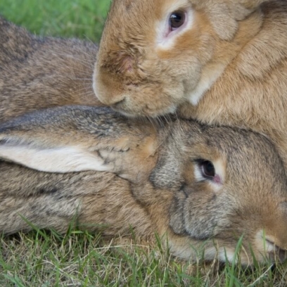 Giant Flemish Rabbit