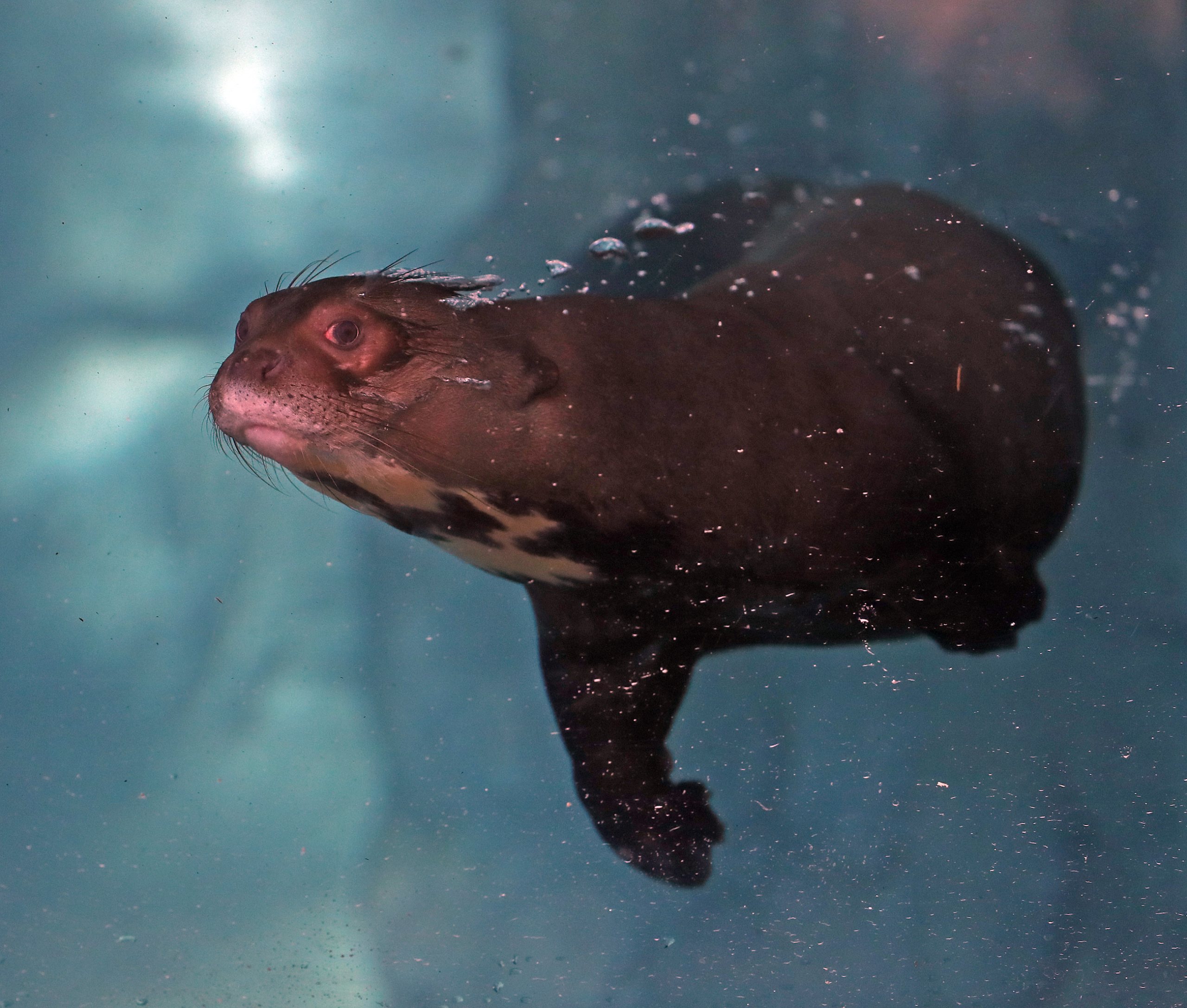 Giant otter swimming