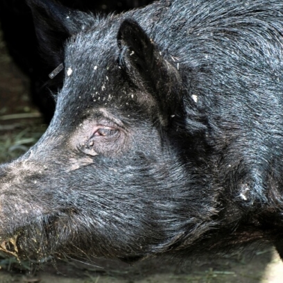 Guinea Hog side profile