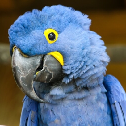 Hyacinth Macaw