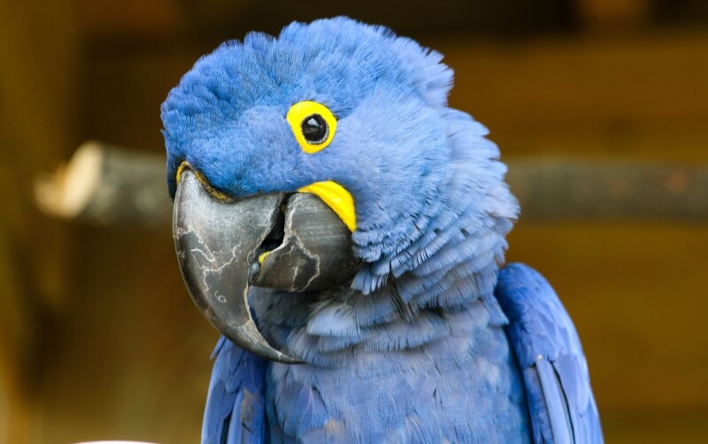 Hyacinth Macaw - Roger Williams Park Zoo