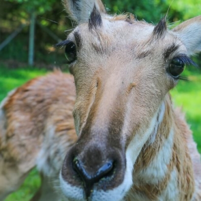 Pronghorn