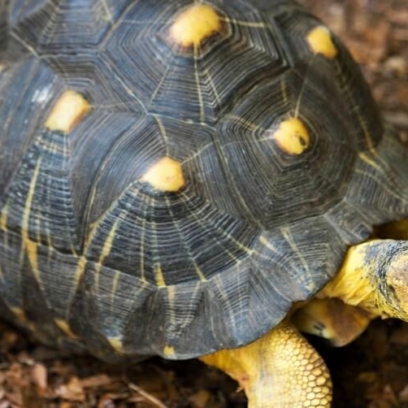 Radiated tortoise