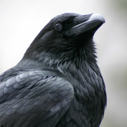 Common Raven