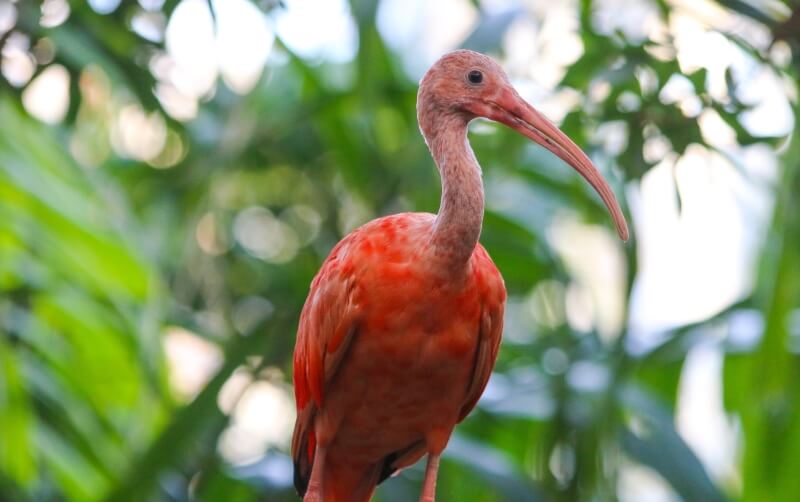 Scarlet Ibis - Roger Williams Park Zoo