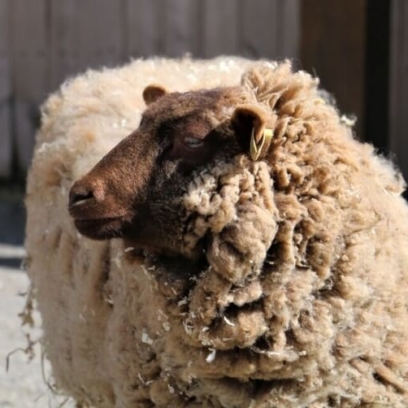 Shetland Sheep