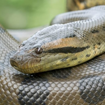 Green Anaconda