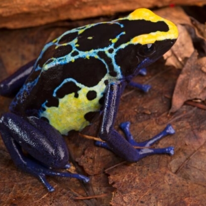 Dyeing Poison Frog