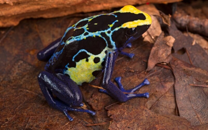 Poison Dart Frog  Rainforest Alliance