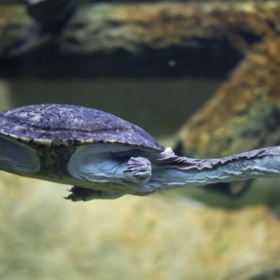 Snake-neck turtle