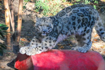 Snow Leopard standing and stretching on top of an enrichment toy.