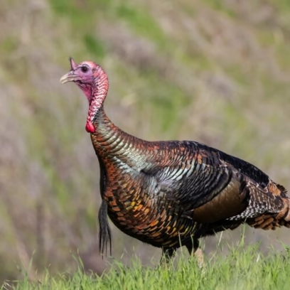 Wild Turkey