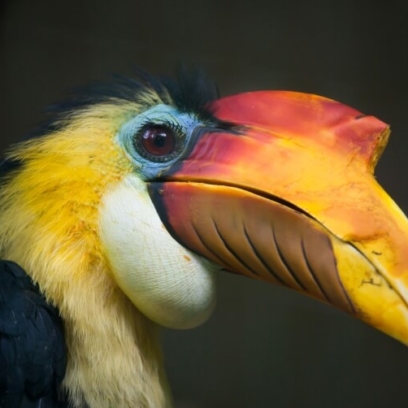 Wrinkled Hornbill