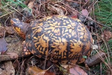 Eastern box turtle side profile.