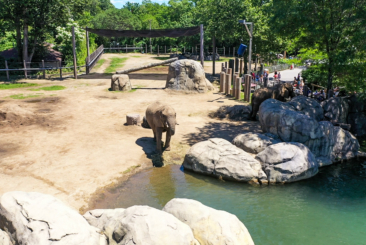 Aerial View of Elephant habitat. Elephant standing by water looking up at camera.